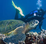 Scuba Diving on Maui, Maui Scuba Classes, Snorkeling Classes, Scuba Lessons, Diving Maui